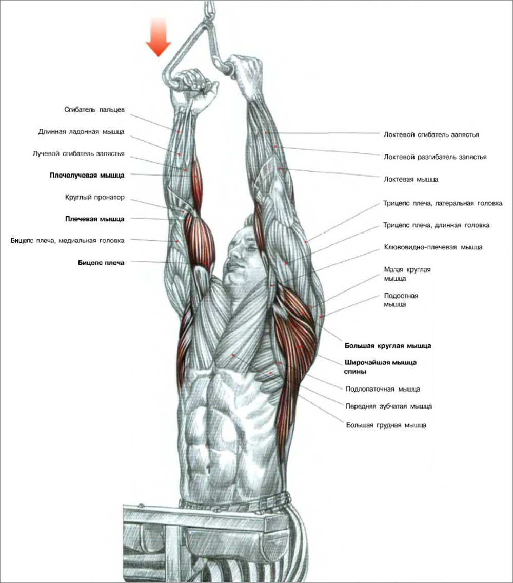 Тяга верхнего блока к груди, за голову, узким и широким хватом